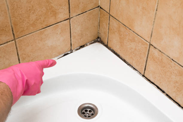 Best Industrial Mold Remediation in Ottawa, OH